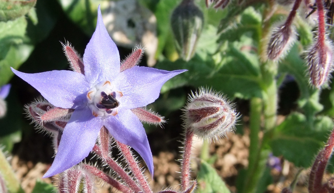 La bourrache officinale