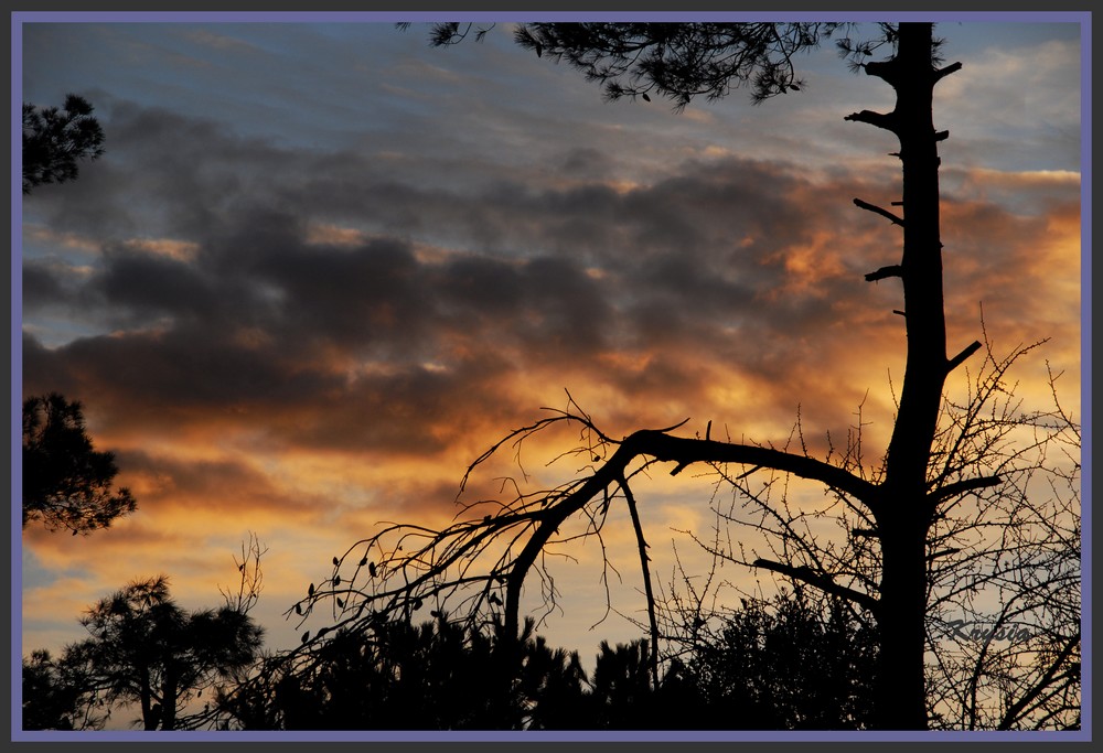 la branche brisée