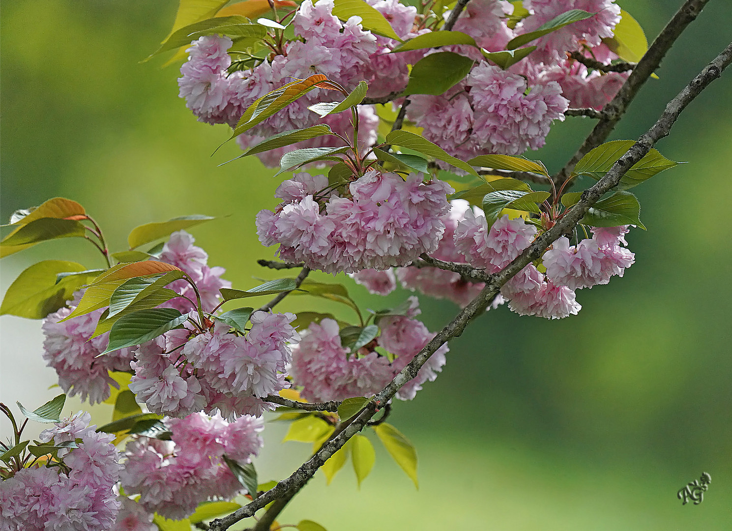 La branche de cerisier  