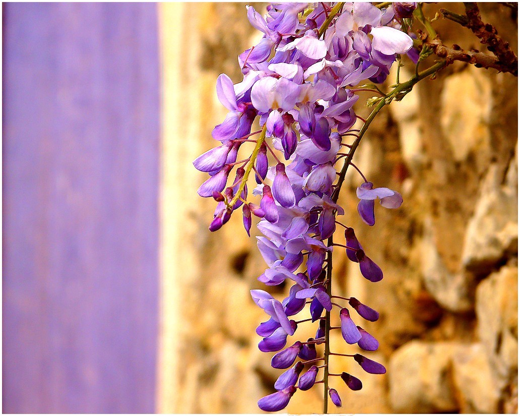 la branche de glycine