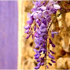 la branche de glycine