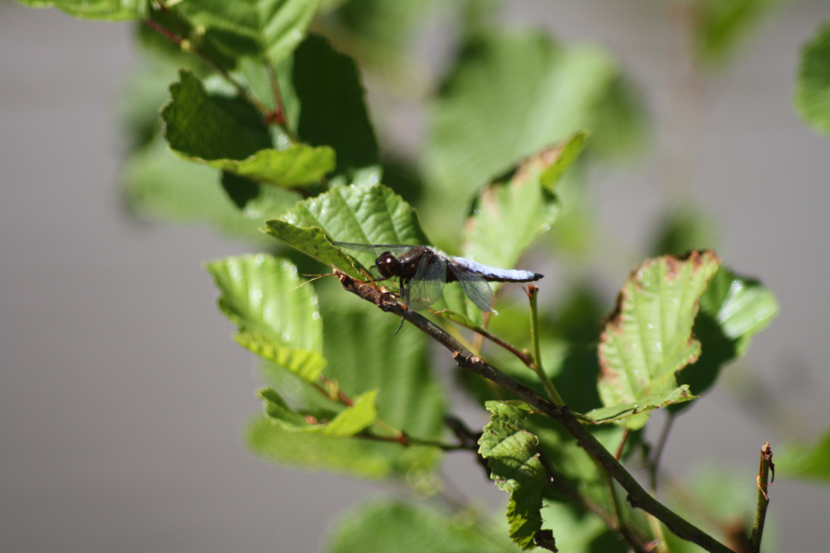 La branche de la belle