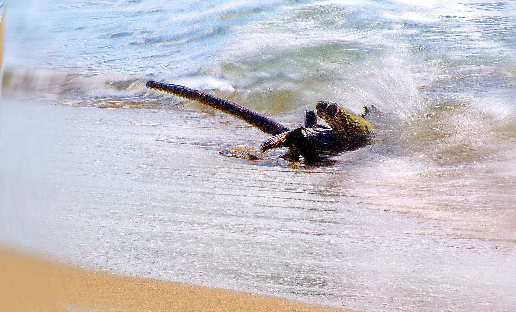 La branche de mer