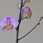 La branche d'orchidées