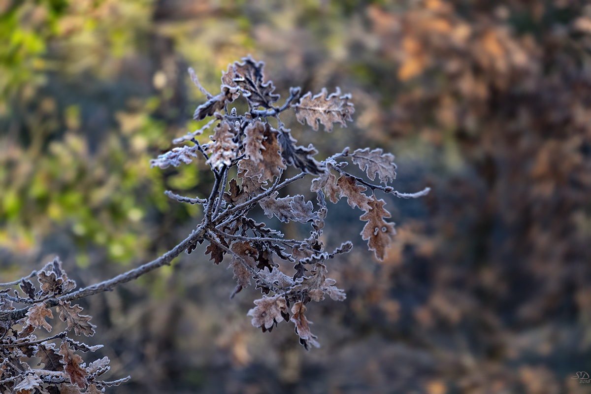 La branche givrée 