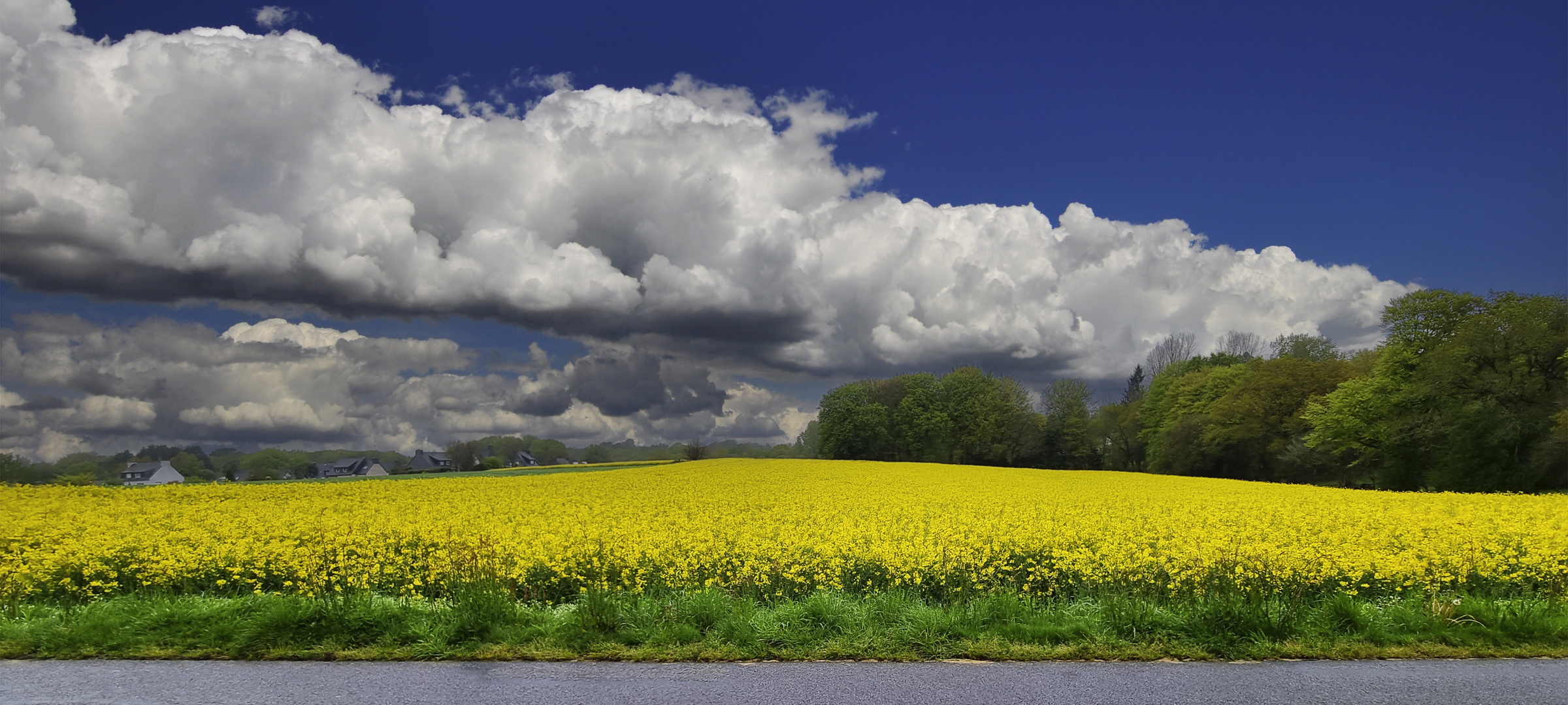 La bretagne se pare de jaune