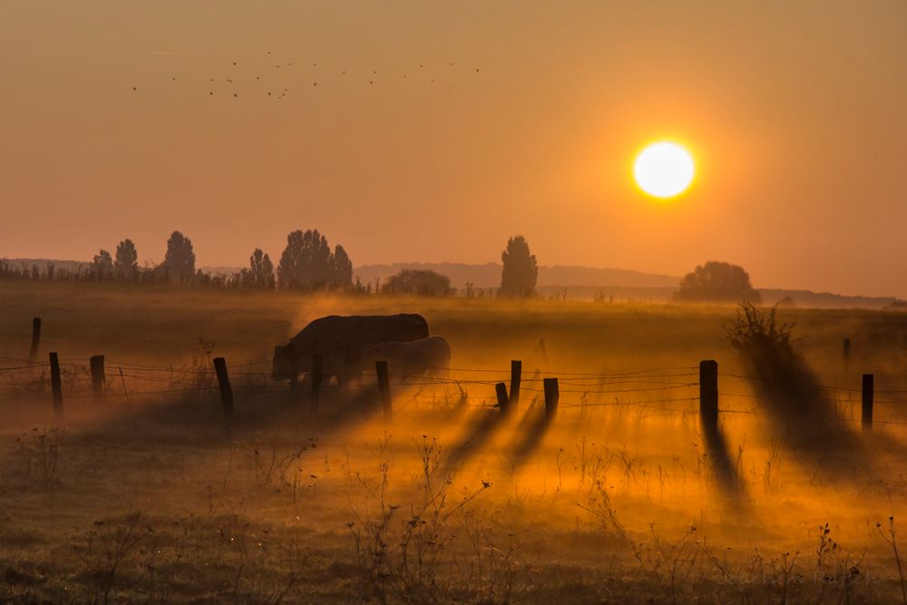 La brume du matin