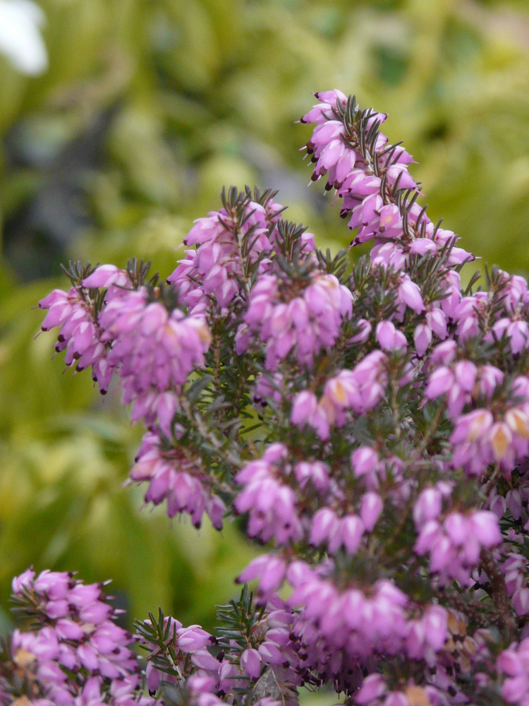 LA BRUYERE A DE BELLES COULEURS