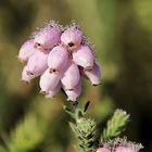 la bruyère et la rosée !