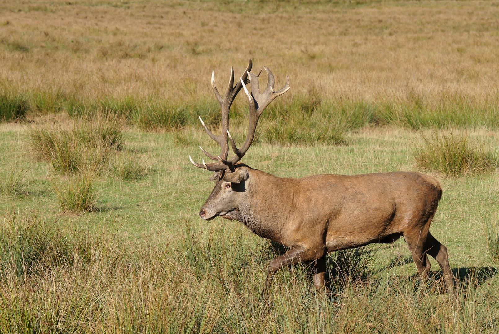 La bête !!! photo et image animaux, oiseaux, animaux, nature Images