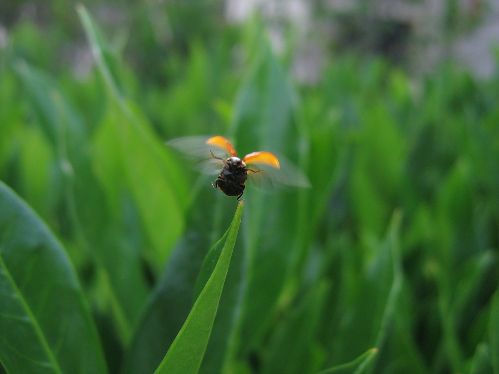 la bête au bon dieu dans son jardin