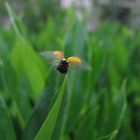 la bête au bon dieu dans son jardin