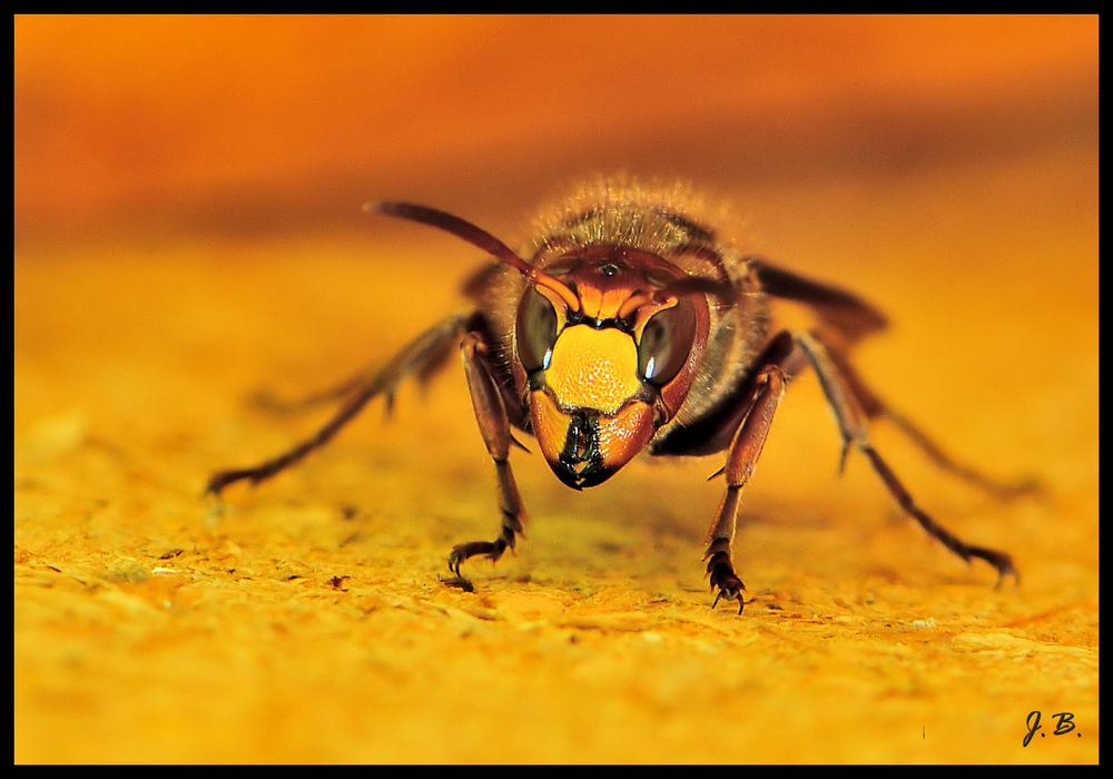 La bête...frelon Vespa crabro