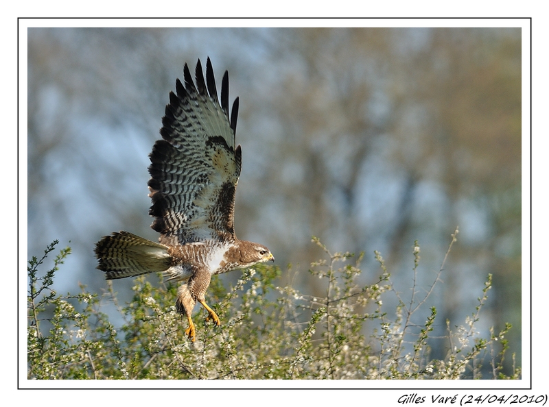 La Buse Variable