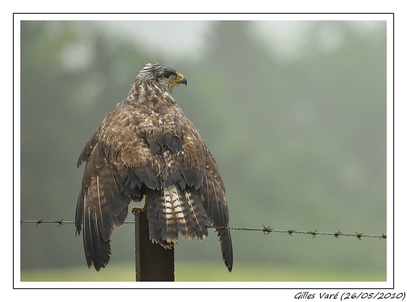 La Buse Variable