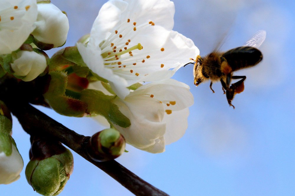 la butine des cerises