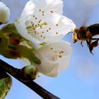 la butine des cerises