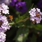 La butinerie du Bourdon !