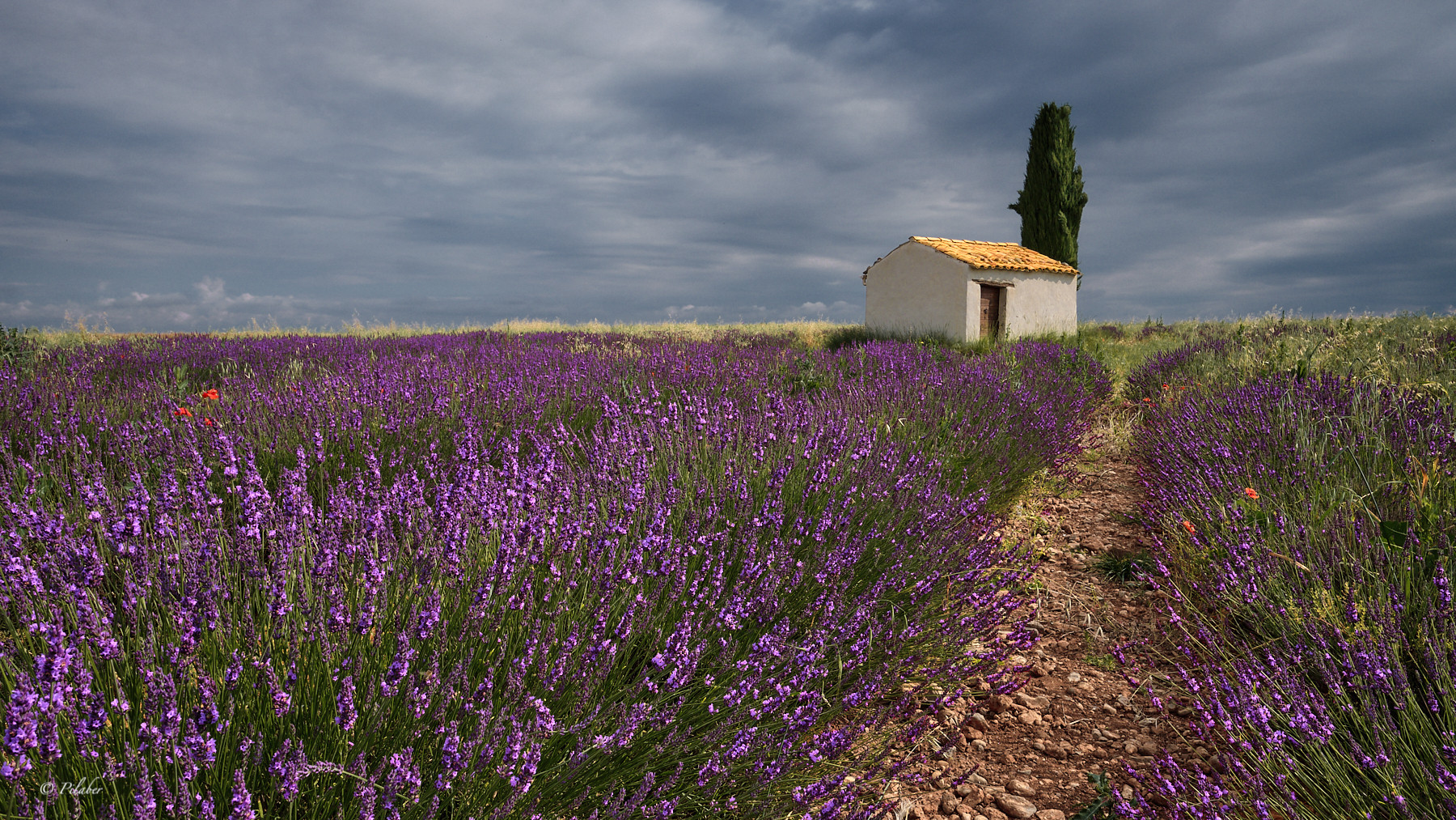 La cabane