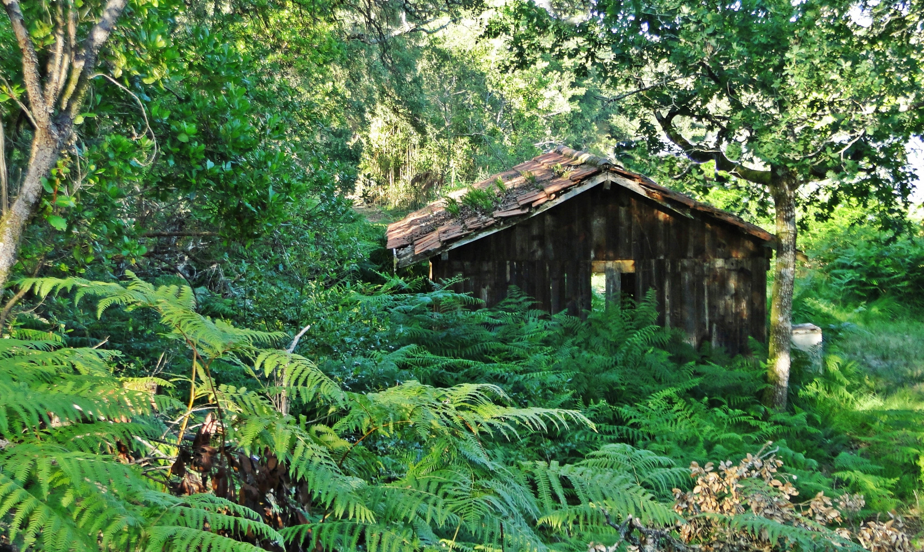 La Cabane Au Fond Des Bois La cabane au fond des bois.... photo et image | paysages, paysages de