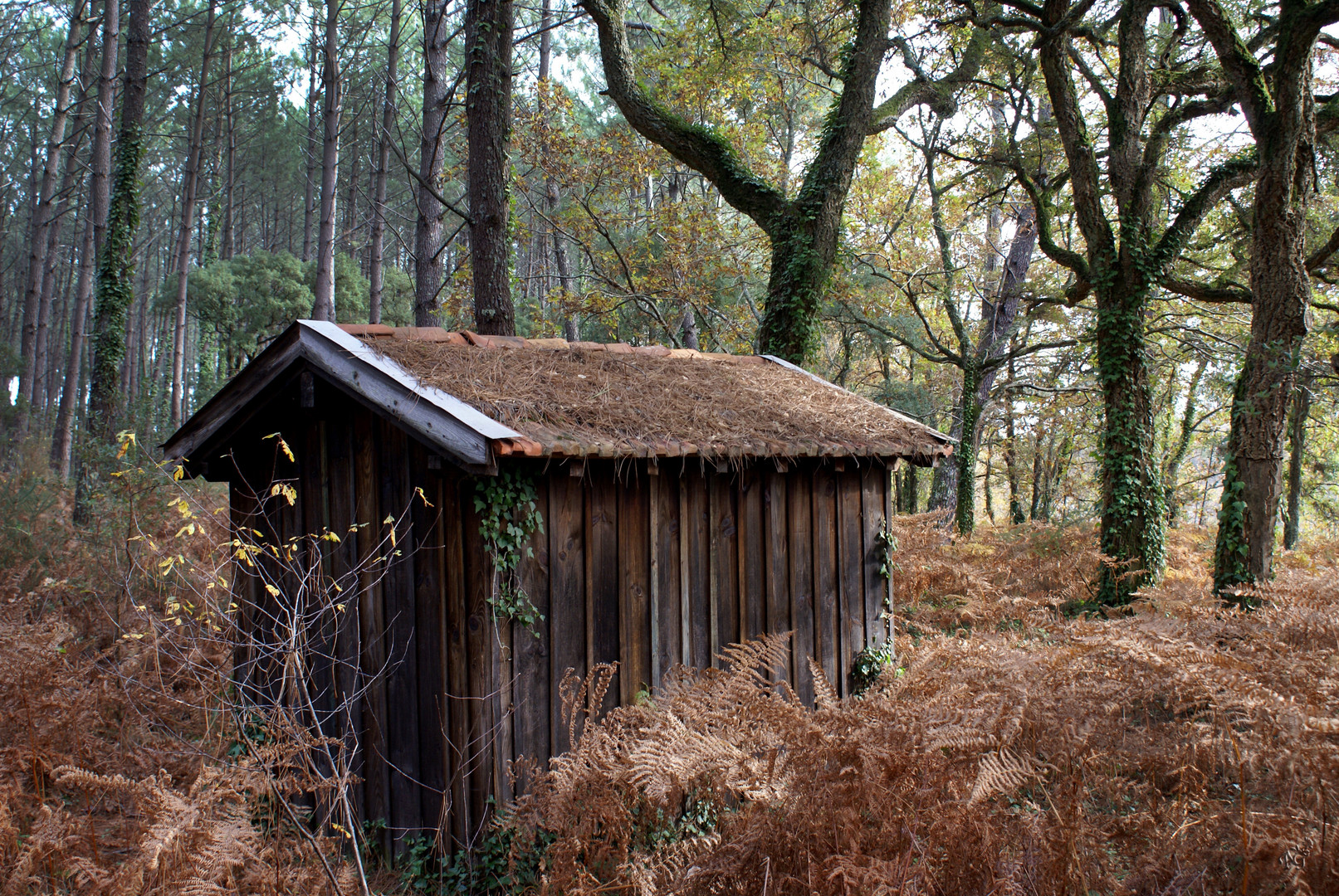 La cabane au fond des bois