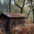 La cabane au fond des bois