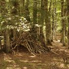 la cabane des lutins ...