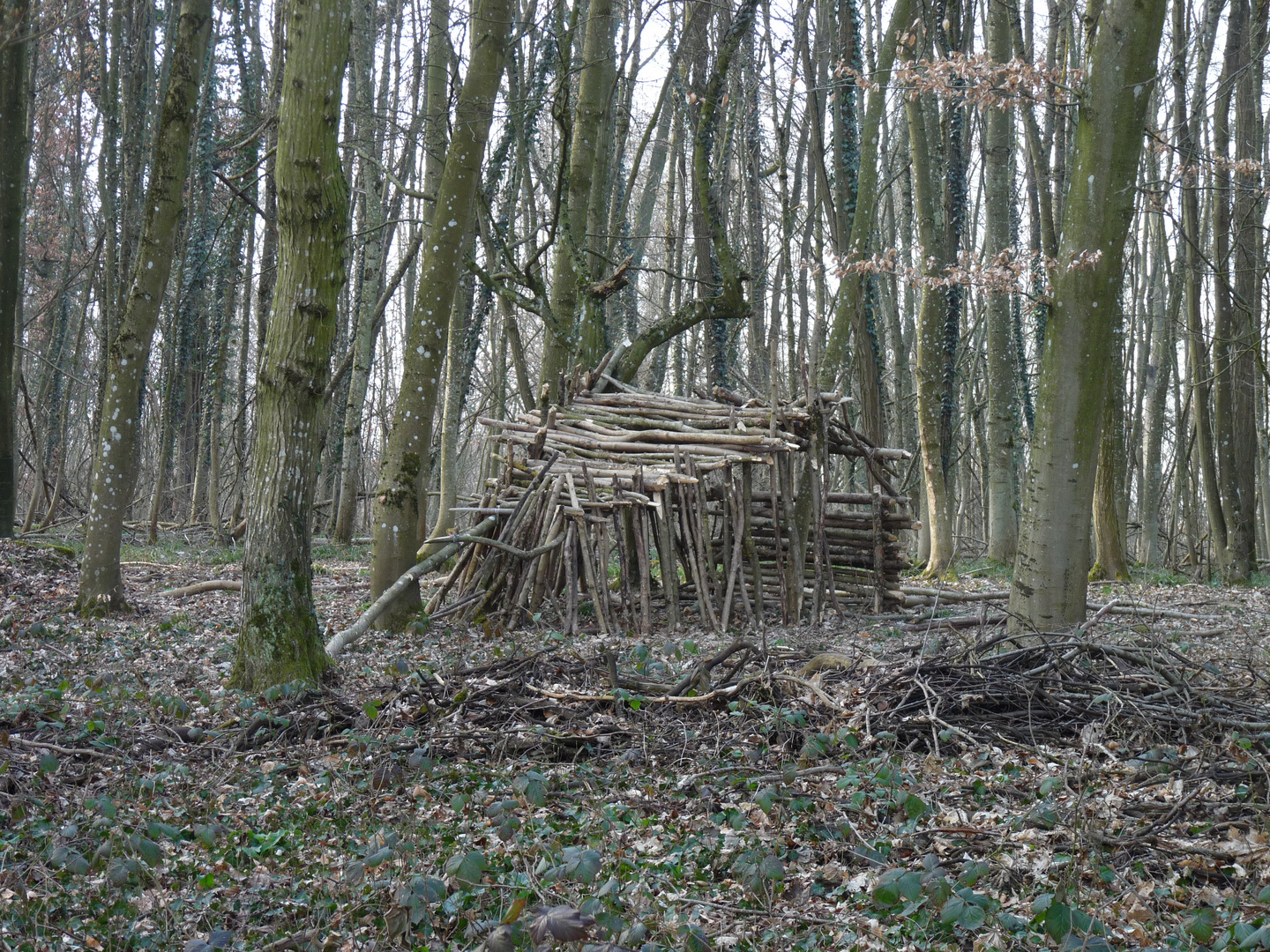 la cabane forestière