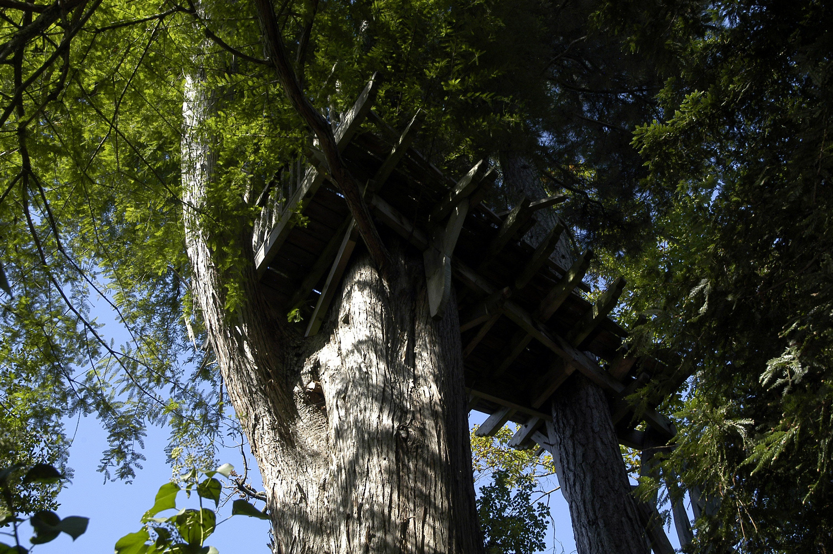 la cabane haut perchée 