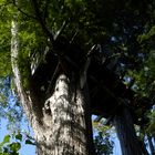 la cabane haut perchée 