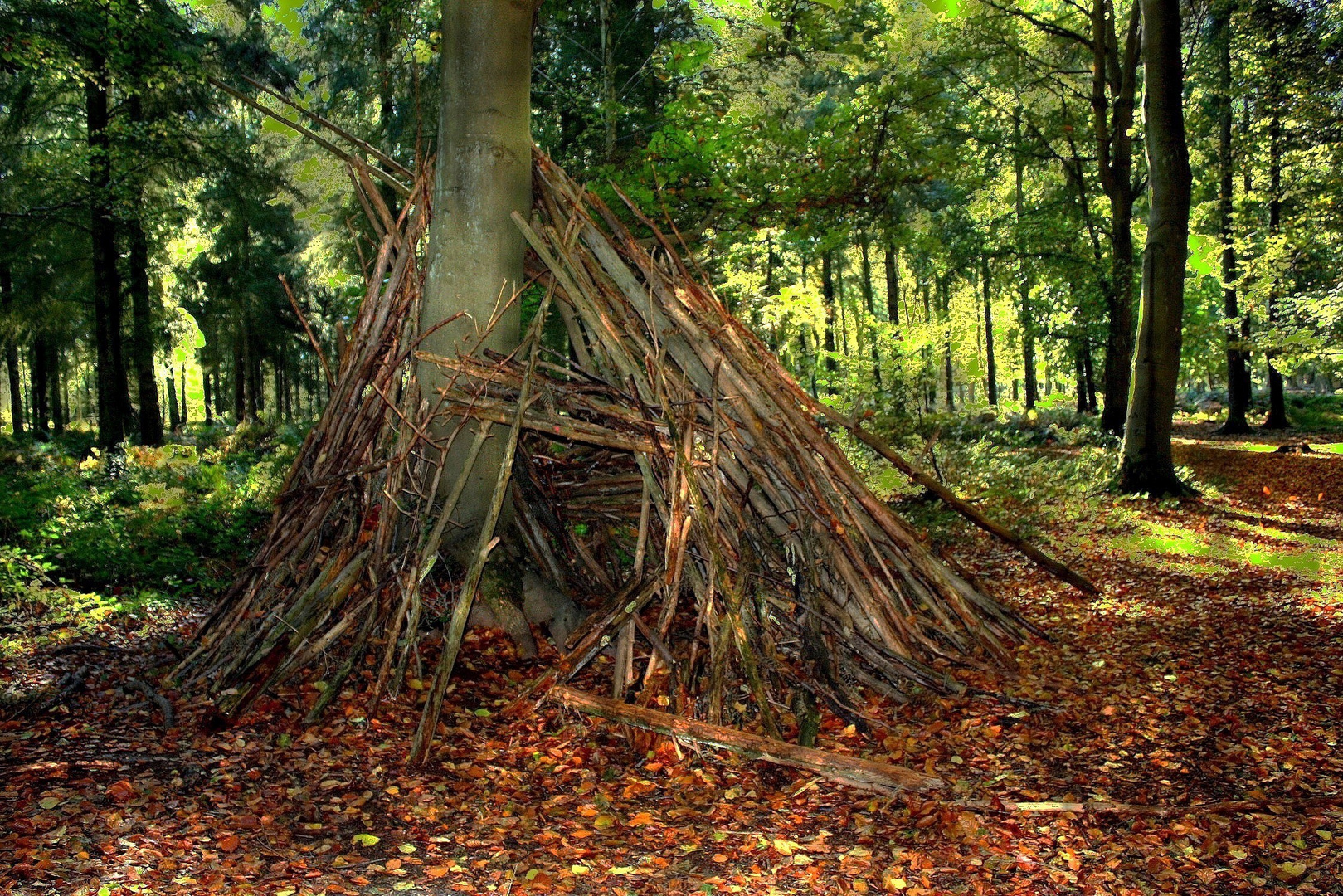 La cabane oubliée