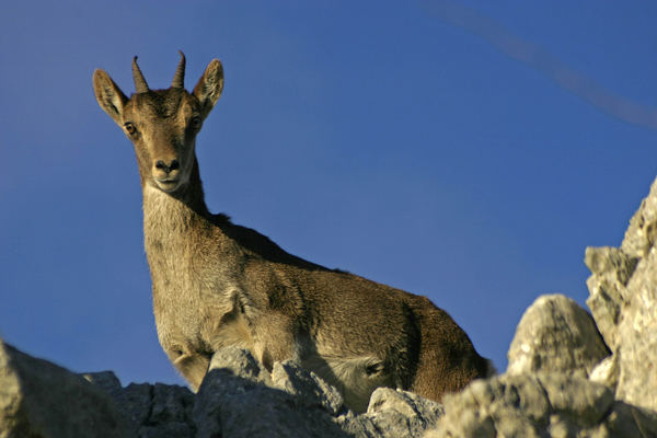 La cabra montes