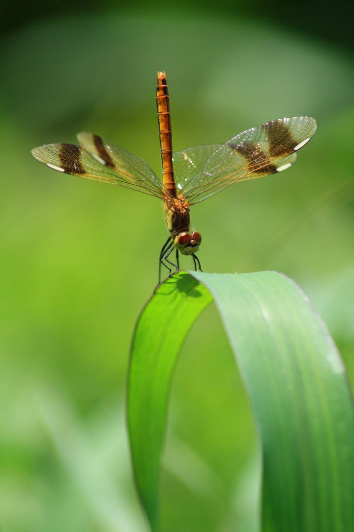 La caccia della libellula