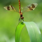 La caccia della libellula