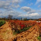 la cadiere en automne