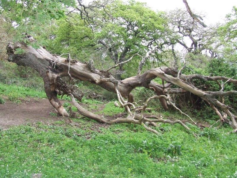 La caduta dei giganti