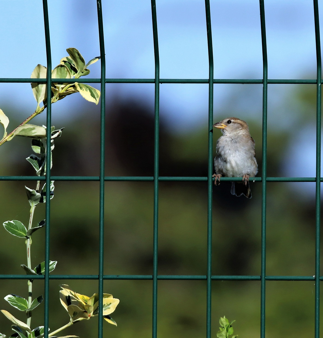 La cage aux oiseaux