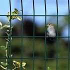 La cage aux oiseaux