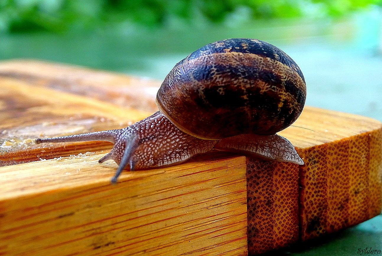 La cagouille