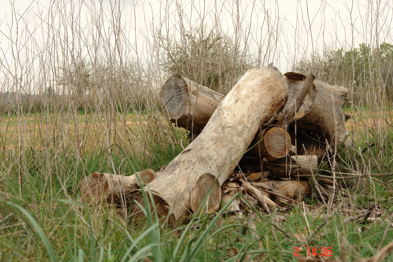 la caida de los arboles