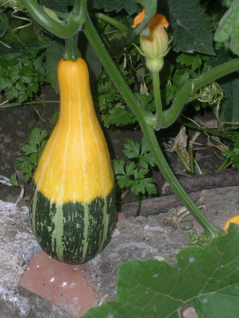 La calabaza