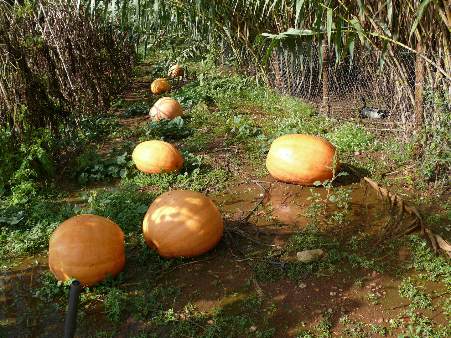 La Calabaza, una historia larga como sus plantas