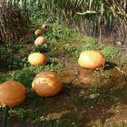 La Calabaza, una historia larga como sus plantas