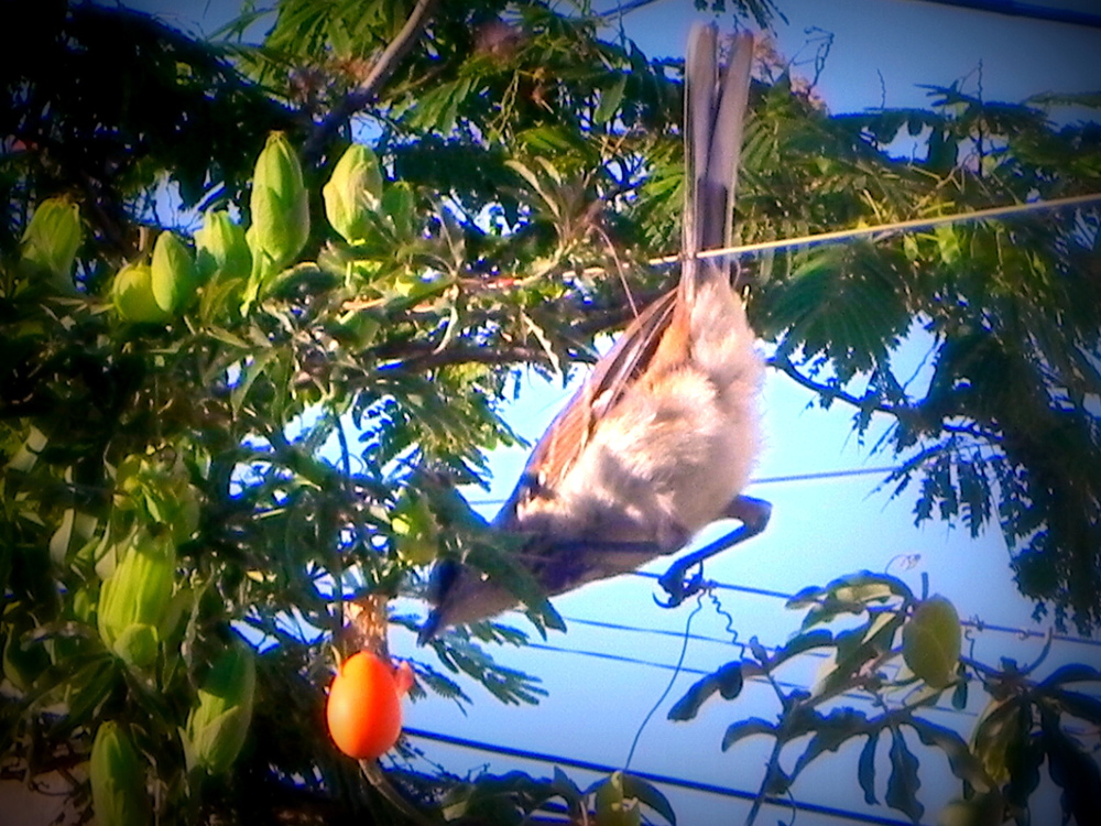 la calandria,comiendo el fruto del mburucuya o passionaria