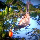 la calandria,comiendo el fruto del mburucuya o passionaria