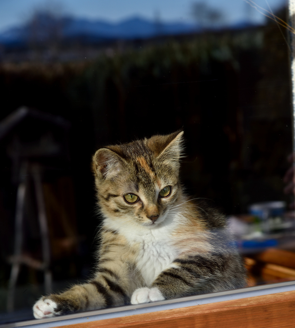 La caleñita en la ventana 