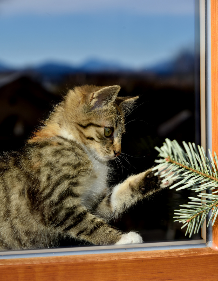 La caleñita jugando en la ventana