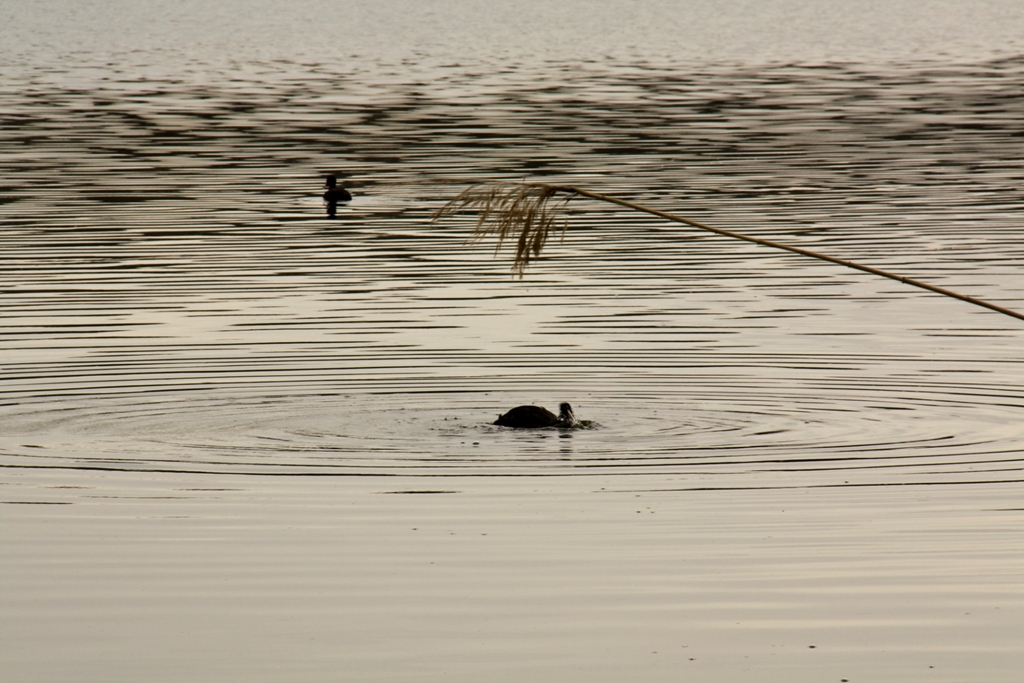 La calma del lago.