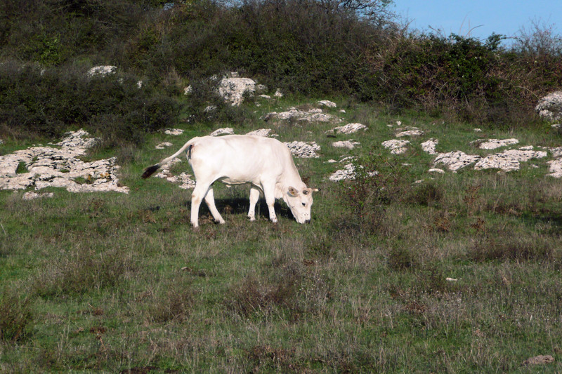 La calvanina