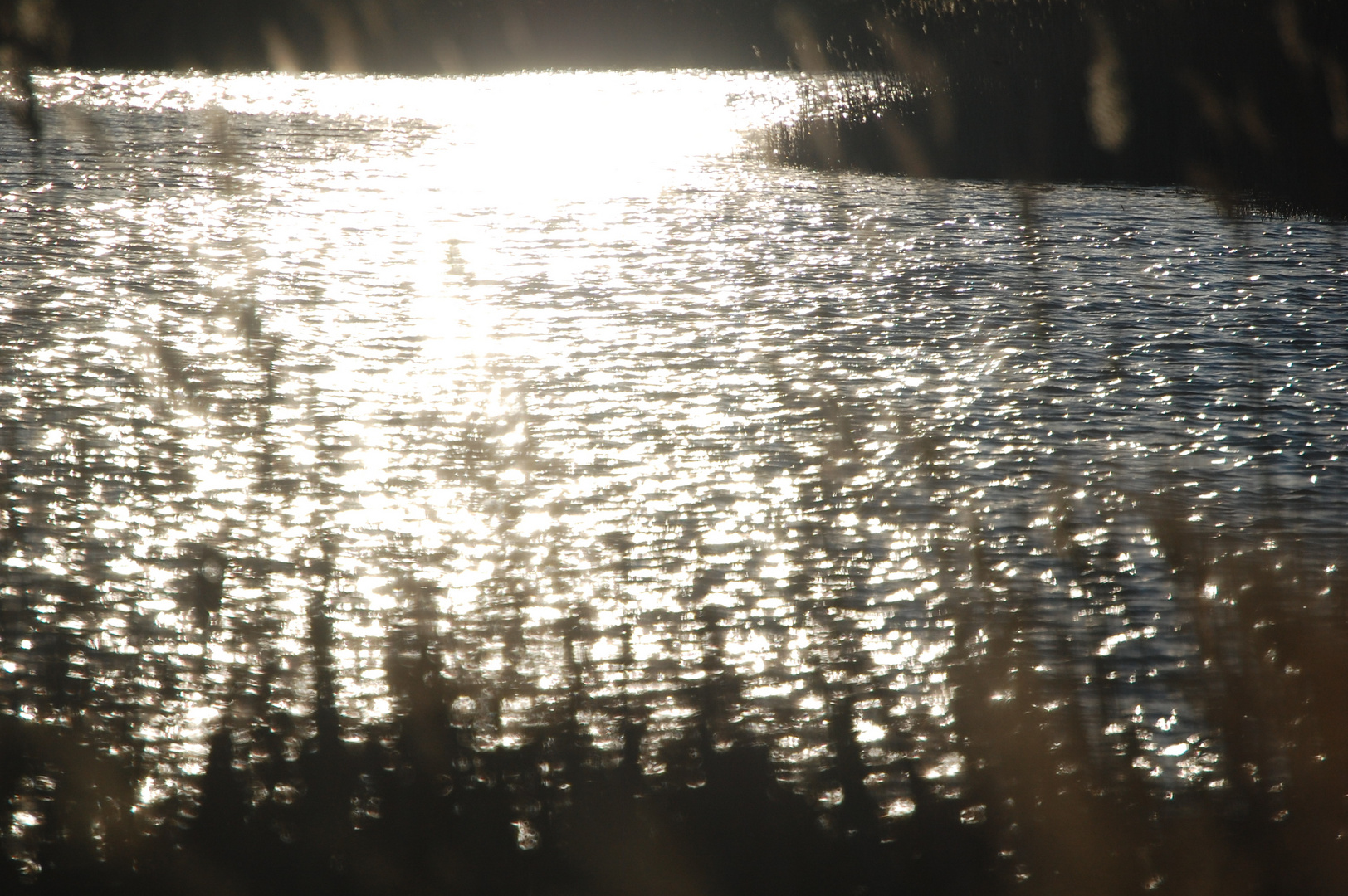 la Camargue